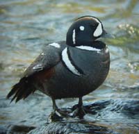 Harlequin_Duck